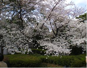 桜さくら桜_e0173855_18155194.jpg