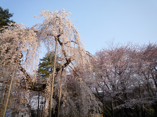 お花見遠足、今年も！　その１_b0045357_1457879.jpg