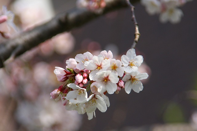 桜・さくら・サクラ・・。_f0079157_22424178.jpg