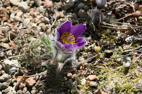 カタクリ、福寿草、二輪草、イワウチワ、雪割草、座禅草、猩々袴、西洋翁草_a0030958_1244916.jpg