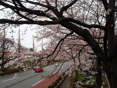 いろいろな花見_f0060262_18255229.jpg