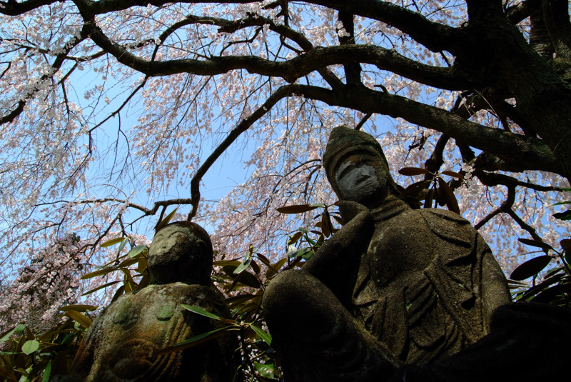 ohanami（寶蔵寺：水戸市）_f0119863_12522073.jpg