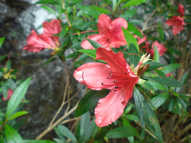 男のスイーツ　コンビニ買い　と　ケラマツツジの花_b0149867_1635428.jpg