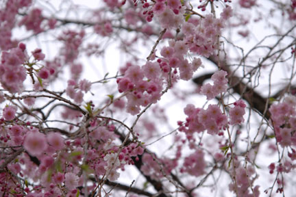 *深大寺へ　桜を見に_f0016868_18451571.jpg