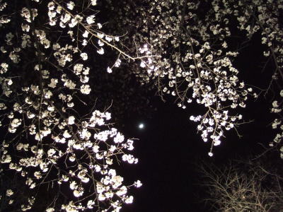 桜…桜…さくら_d0091671_8244839.jpg