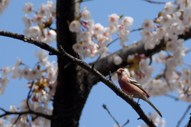桜と、ベニマシコ＆モズ＆・・・_f0053272_8481148.jpg