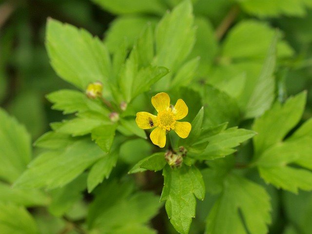 b0135573_825265.jpg