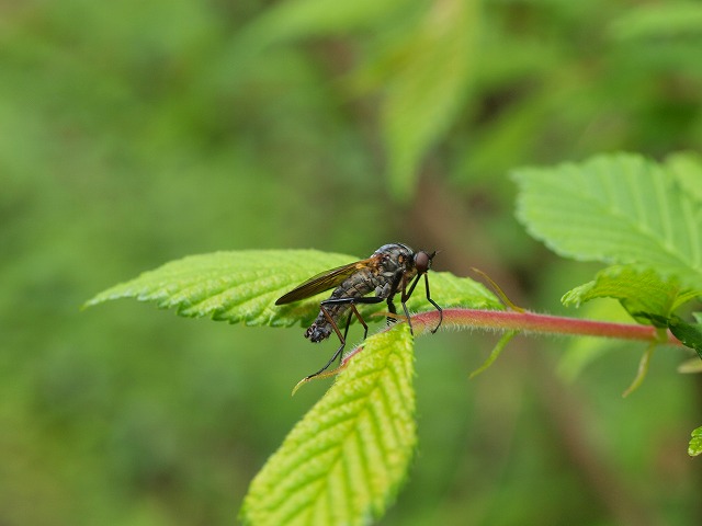 b0135573_8255690.jpg