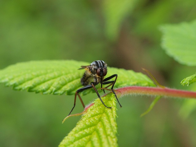 b0135573_8262047.jpg