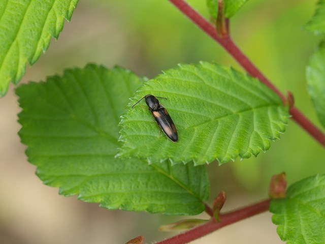 b0135573_8263647.jpg