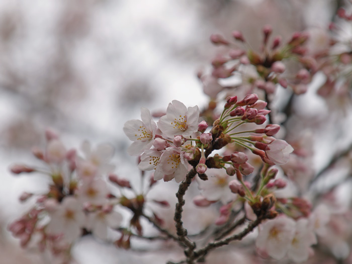 近所の桜も_b0021375_16285659.jpg