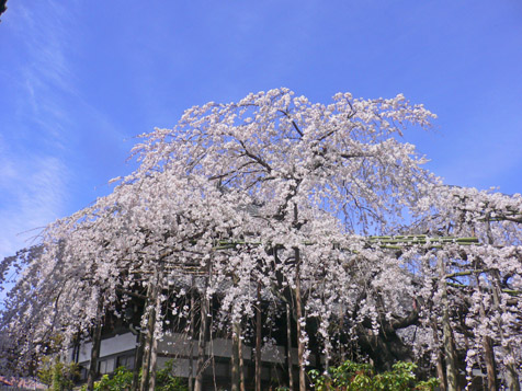 玉蔵院の桜（３月２９日、日曜日）_e0112077_6153888.jpg