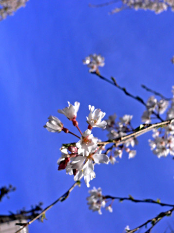 玉蔵院の桜（３月２９日、日曜日）_e0112077_6161385.jpg