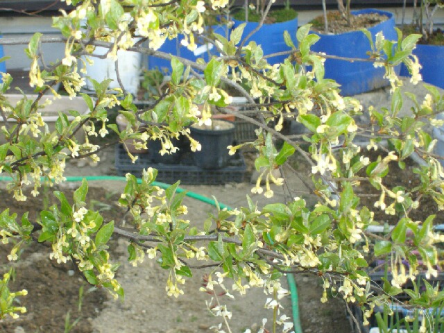 ビックリグミのジベレリン処理 ブルーベリーの育て方 栽培 ブルーベリー ノート Blueberrynote