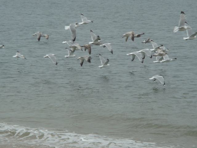 d0100880_9295768.jpg