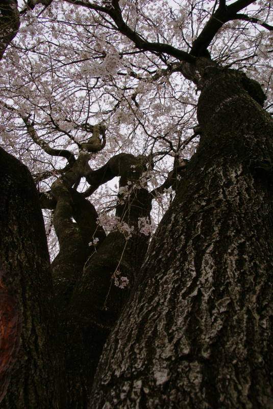 今日も枝垂れ三昧･･･学校の枝垂桜_b0163381_17465981.jpg