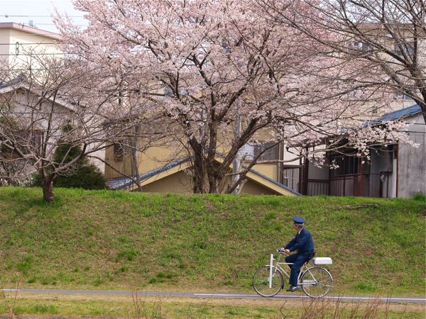 桜咲く例（作例）1_c0129381_23423361.jpg