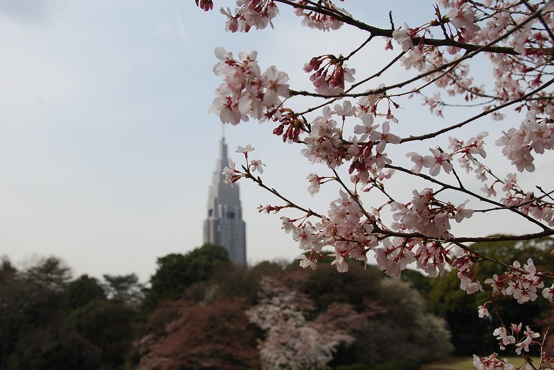 4月4日~言の葉綴り(新宿御苑お花見①)_c0187781_1241418.jpg