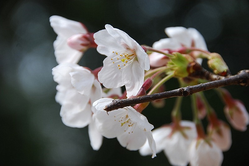 4月4日~言の葉綴り(新宿御苑お花見①)_c0187781_1253715.jpg