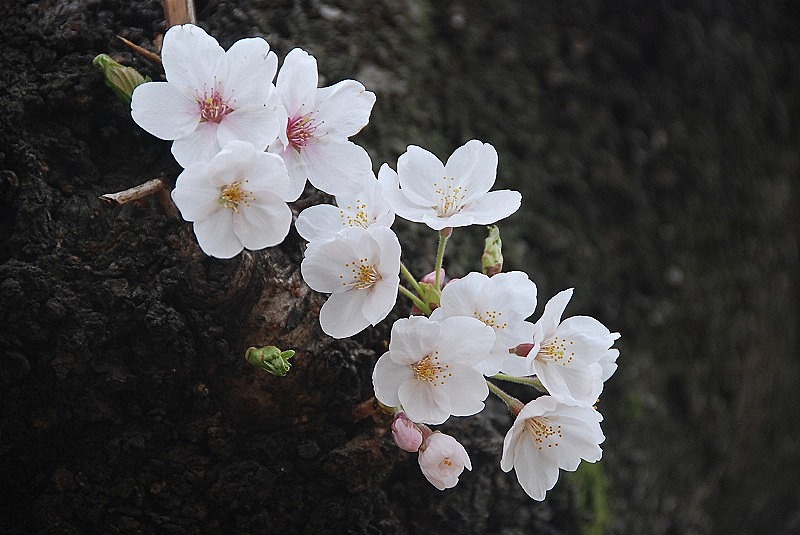 4月4日~言の葉綴り(新宿御苑お花見①)_c0187781_127958.jpg