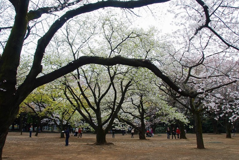 4月4日~言の葉綴り(新宿御苑お花見①)_c0187781_1281535.jpg