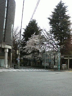 モエギデビュー_a0075684_21213328.jpg