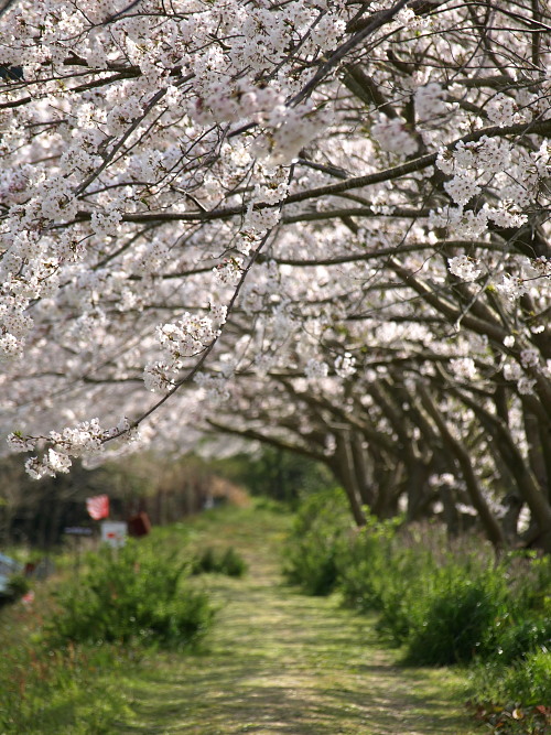 西の桜_c0116284_21284021.jpg