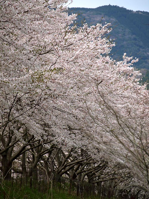 西の桜_c0116284_21331857.jpg