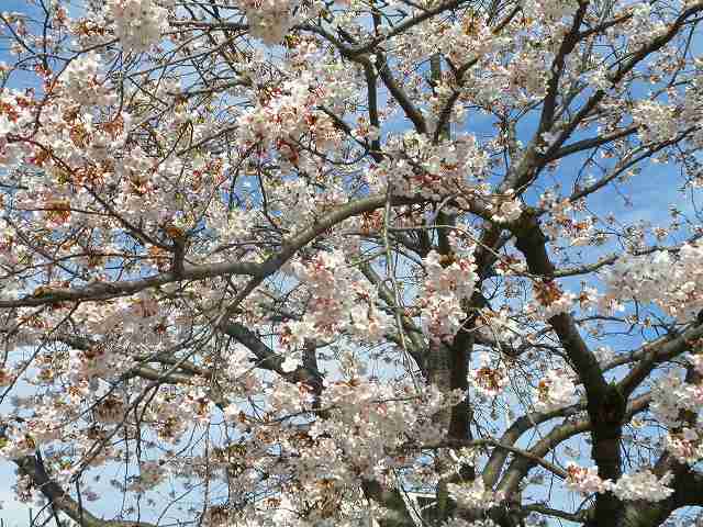 桜～を見に行きましたぁ～_c0135690_1632174.jpg