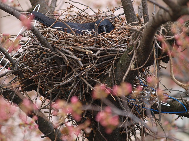 新職場でカラスに遭遇_a0110794_7315524.jpg