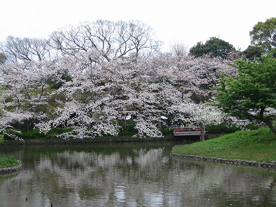 ＊＊sakura＊＊_c0087094_2217319.jpg