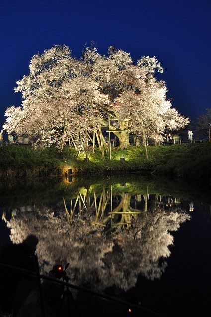 浅井の一本桜_c0198894_2044046.jpg