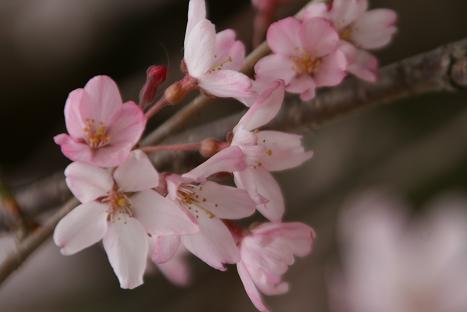 近くにあった枝垂れ桜　　　_d0025894_1141931.jpg