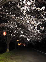 夜桜ﾃﾞｰﾄ。_b0123095_2004893.jpg