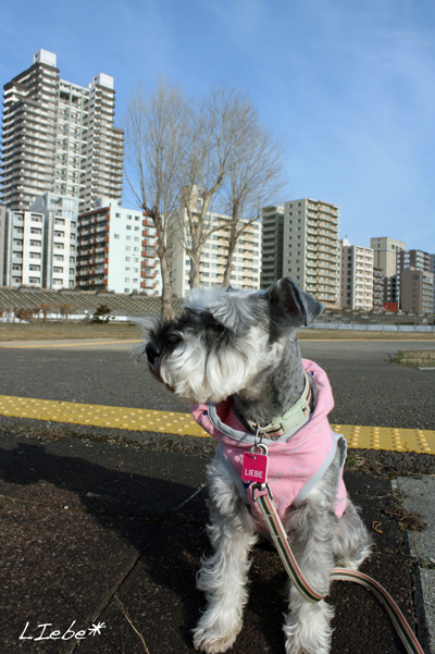 久しぶりの河川敷＆桜♩_f0001895_13262576.jpg