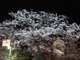 kamakura夜桜2009_f0110396_8301141.jpg