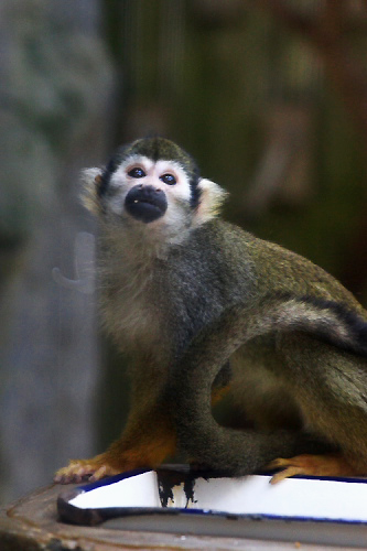 札幌市円山動物園　～　みんな元気_f0003598_11564852.jpg