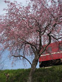 桜、満開。_c0136400_1838363.jpg