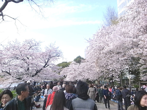 桜開花状況調査隊！上野恩賜公園。_e0043700_21173110.jpg