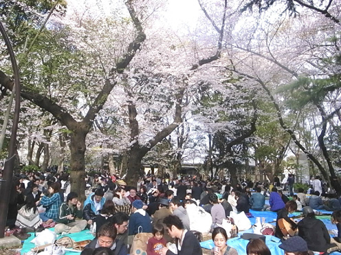 桜開花状況調査隊！上野恩賜公園。_e0043700_21252742.jpg