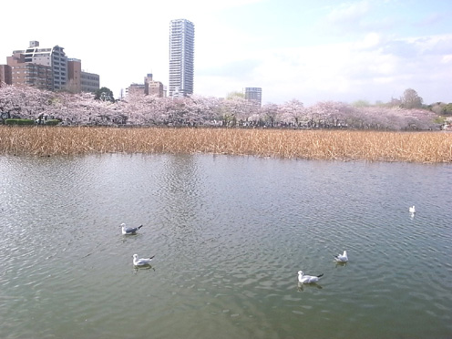 桜開花状況調査隊！上野恩賜公園。_e0043700_21285867.jpg