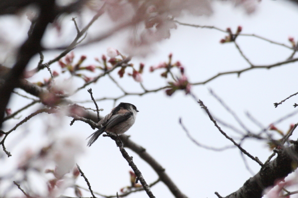 花＊鳥その１　エナガ_c0183002_2225781.jpg