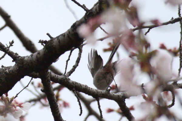 花＊鳥その１　エナガ_c0183002_2231416.jpg