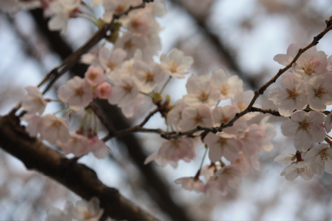 平安歌人に思いを馳せて。_f0052603_21291313.jpg