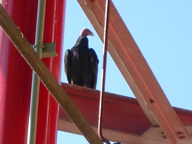 動物ネタ_b0152504_1732717.jpg