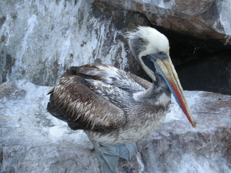 動物ネタ_b0152504_17361718.jpg