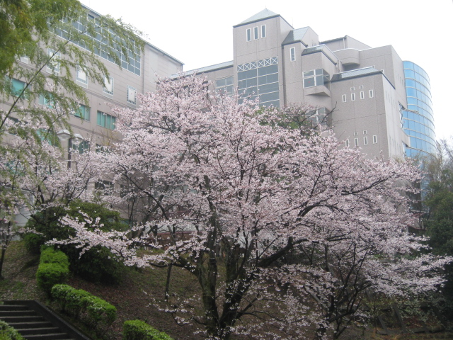 雨の入学式_d0092504_9331146.jpg