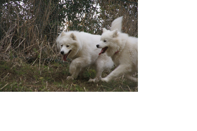 e0018604_20393872.gif