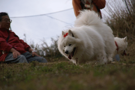 e0018604_20402936.gif