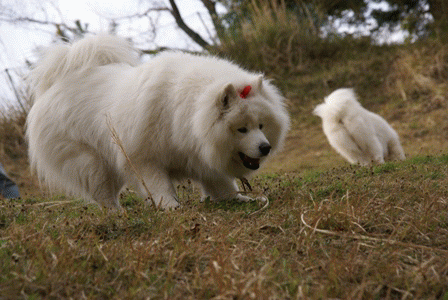 e0018604_20405869.gif